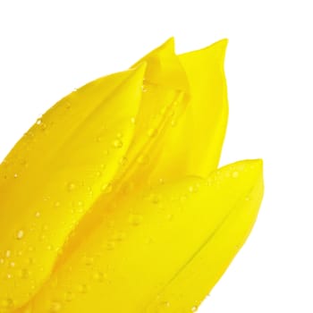 single yellow tulip isolated on white, closeup