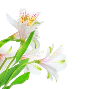 single white lily isolated on white background