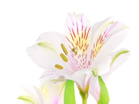 single white lily isolated on white background