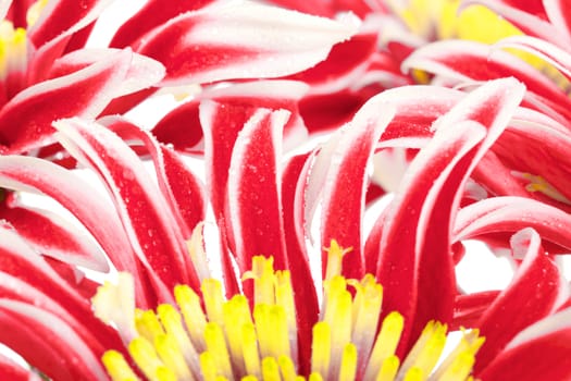 group of red chrysanthemum with yellow center