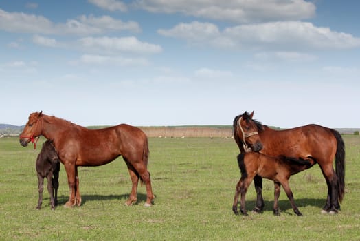 foal feeding with milk on pasture