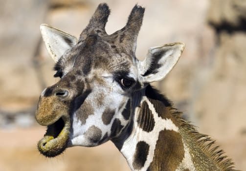 a cute and funny face of a giraffe