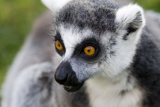 a cute lemur