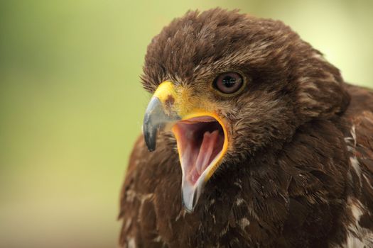 portrait of a beautiful hawk shooting