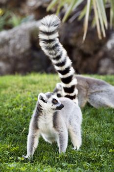a funny and cute lemur in the zoo