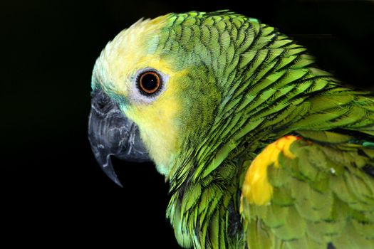 picture of a beautiful amazon parrot