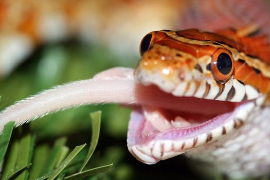 snake eating a mouse