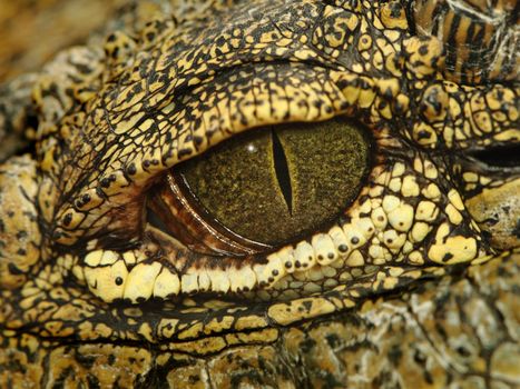 detail of the eye of an alligator