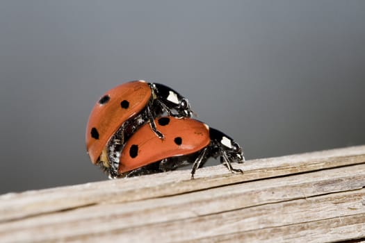 two ladyflies very in love