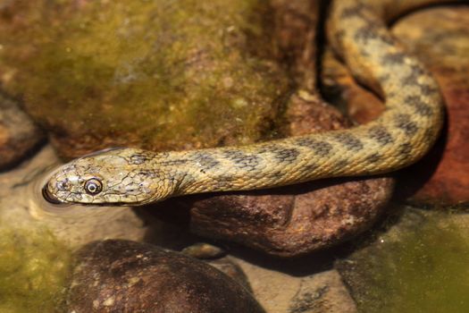 picture of a beautiful water snake