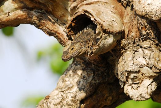 Iguana peeking its head out from a tree in Costa Rica