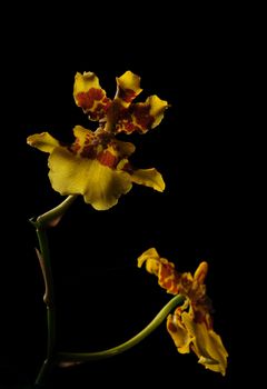Yellow orchid flowers isolated on black background