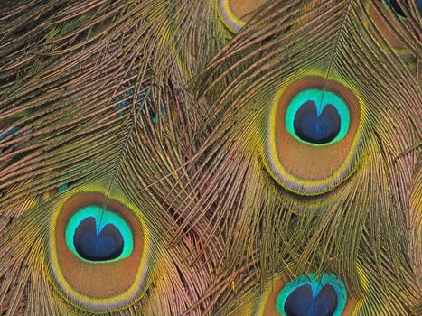 Peacock bird feathers for abstract background