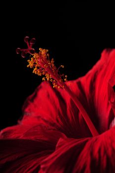 Close up of red hibiscus flower and stamen on black background