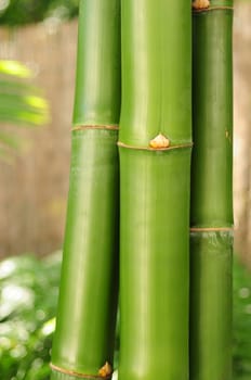 Three bamboo branches in outdoor setting