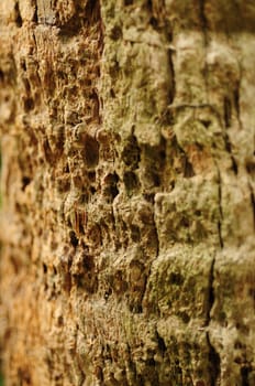 close up of palm tree bark for abstract background
