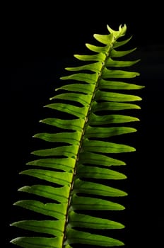 Green fern leave isolated on black background