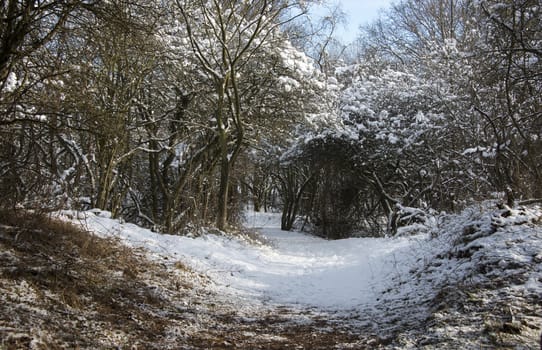 winter landscape with snow and blue sky