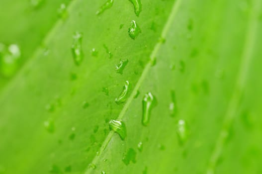 Nature background with green leaf and dew drops
