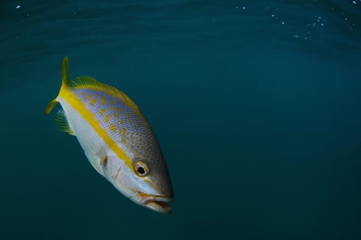 Yellow tail snapper swimming in ocean