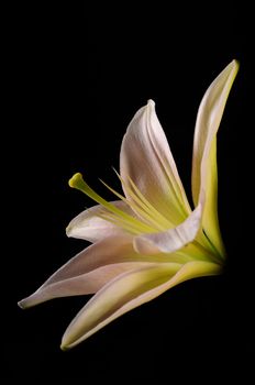 Beautiful white lily flower and stamen with nobody on a black background