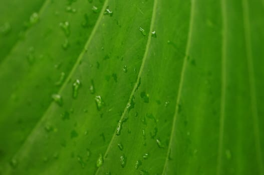 Green leaf background with dew drops