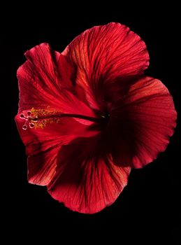 Red hibiscus flower on black background