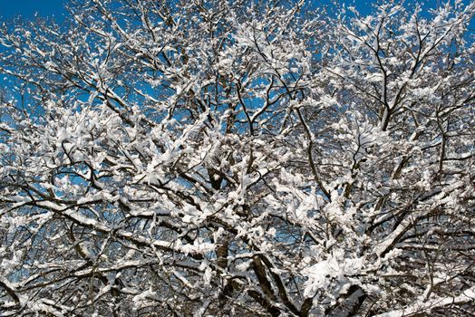 Trees covered with snow against great blue winter sky