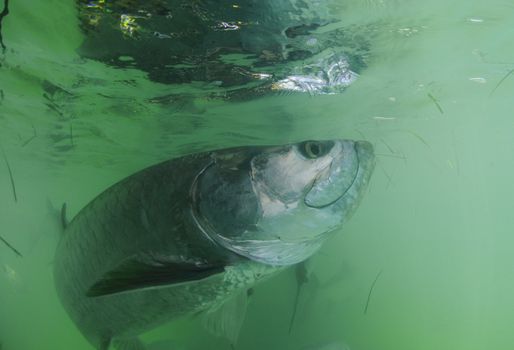 Tarpon fish in its natural haibitat off the coast of Florida in the Atlantic Ocean