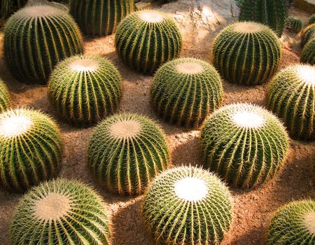 round Cactus plant in arid, dry desert