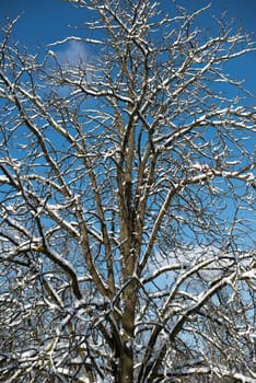 Trees covered with snow against great blue winter sky