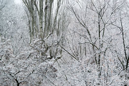 Deciduous trees covered with fresh snow - closeup