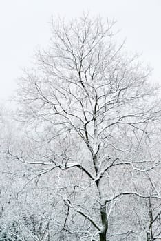 Deciduous trees covered with fresh snow - closeup