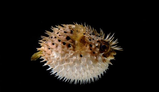 An angry puffed up blow fish on a black background