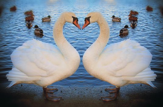 Two dreaming mute swans in low evening light.