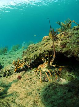 Spiny lobster in natural habitat in ocean with gorgonians in background