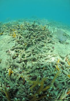 Dead coral in Atlantic Ocean due to pollution and global warming