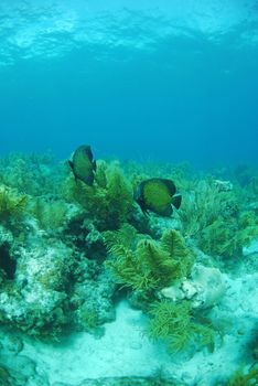 French angel fish swimming in underwater seascape near gorgonian plants
