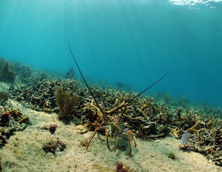 spiny lobster on coral reef with staghorn coral in ocean