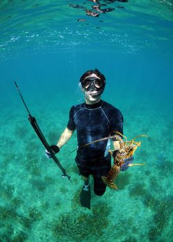 Man spearfishing with speargun for spiny lobster in the Bahamas