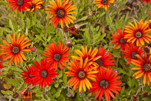 Cluster of orange and yellow daisies in wild garden