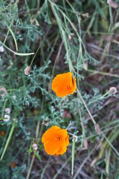 Wild poppies on coastal California