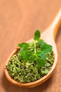 Dried oregano leaves on wooden spoon with a fresh oregano sprig on top (Selective Focus, Focus on the front leaves of the oregano sprig)