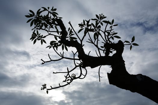 frangipani tree silhouette