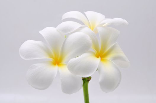 flowers frangipani