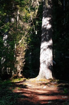 Morning forest and sun rays striking through the branches
