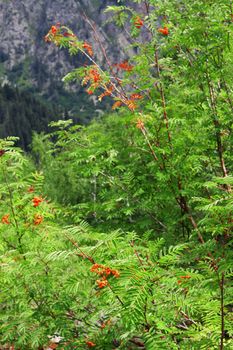 Rowan berry summertime on the branch
