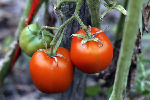 A red tomatoes growing on the bush