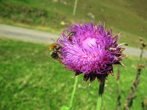 Bee landing on the thistle