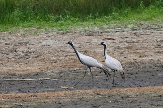 Two Demoiselle Cranes at the bottom of a dried-up pond
